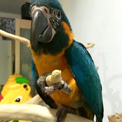 Blue and Gold Macaw care guide