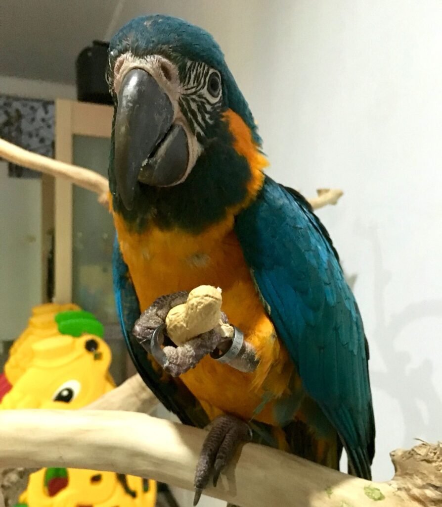 Blue and Gold Macaw care guide
