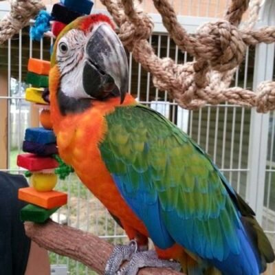 Catalina Macaw