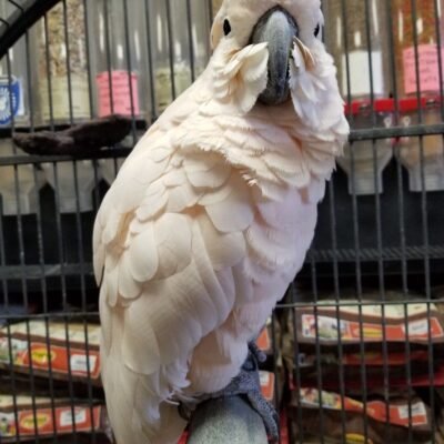 buy Moluccan Cockatoo online