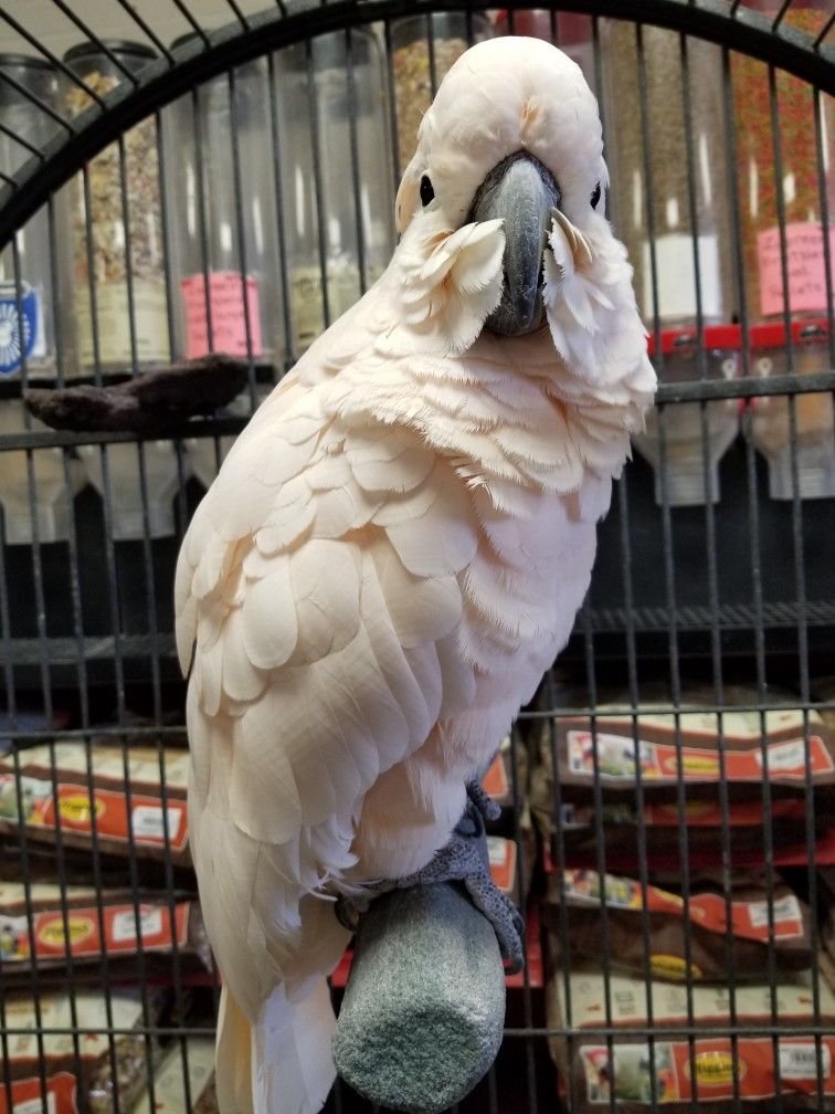 buy Moluccan Cockatoo online