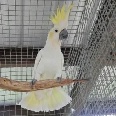 Sulphur Crested Cockatoo for sale