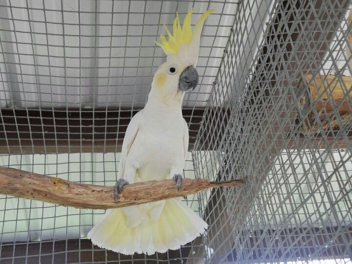 Sulphur Crested Cockatoo for sale