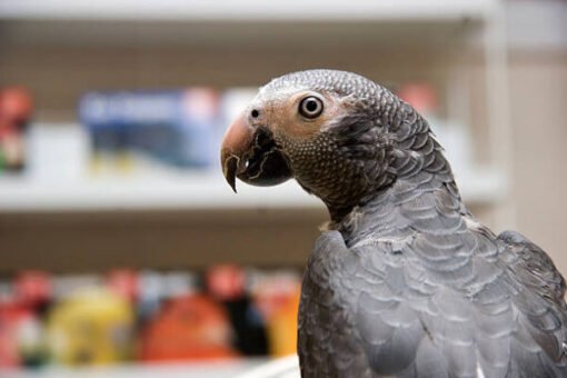 Timneh African Grey Parrot - Image 2