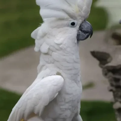 Umbrella Cockatoo