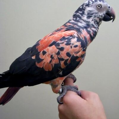 Congo vs Timneh African Grey