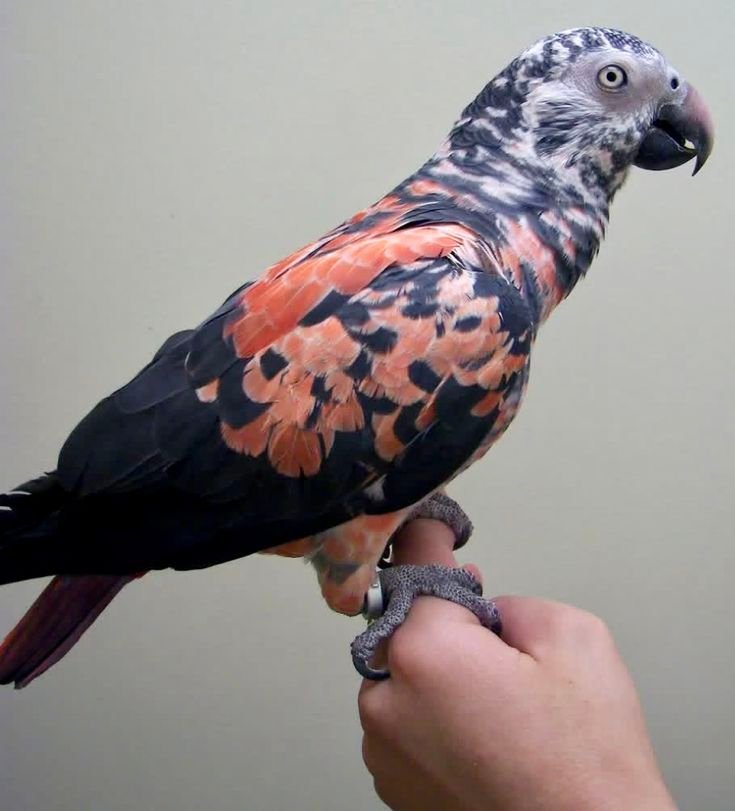 Timneh African Grey Red Parrot for sale