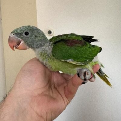 Alexandrine Parakeet for sale