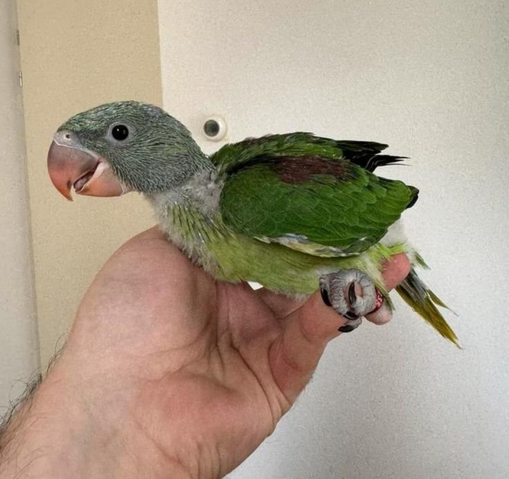 Alexandrine Parakeet for sale