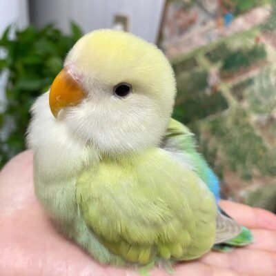 baby lovebird for sale