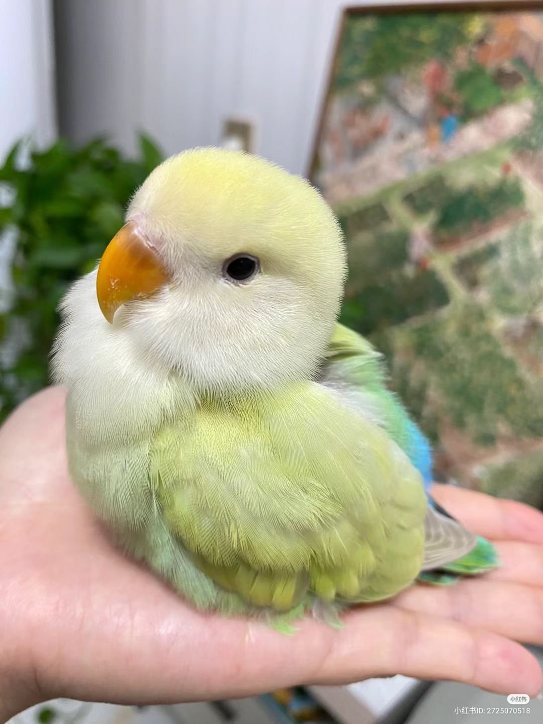 baby lovebird for sale