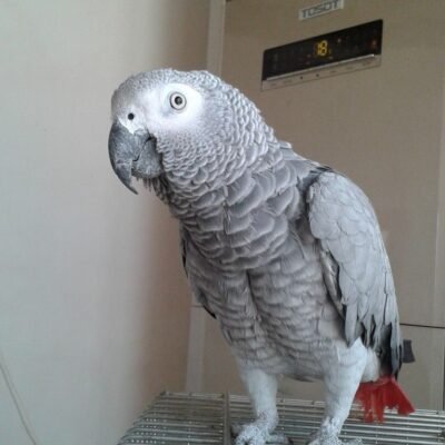 how to stop feather plucking in African Grey parrots