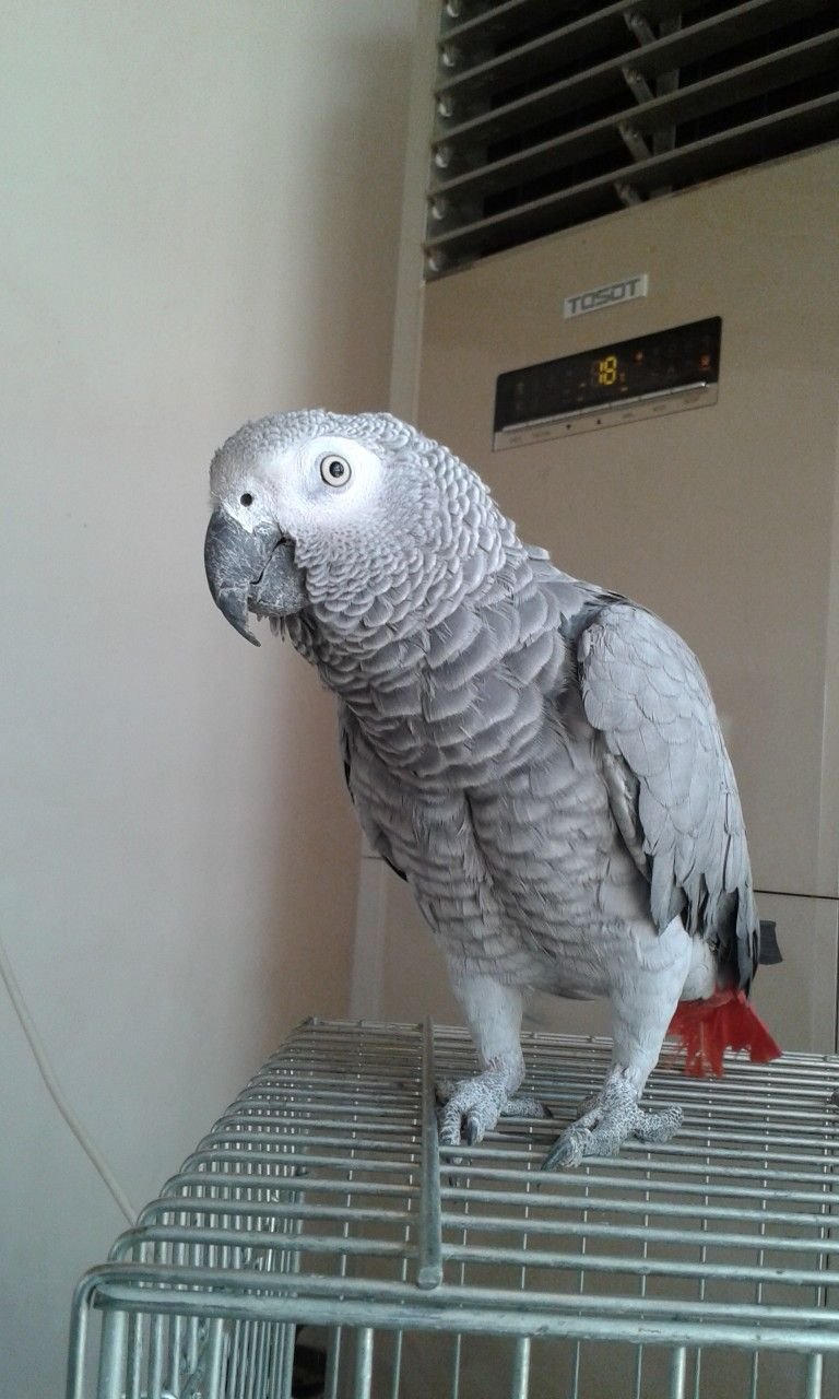 African Grey Parrots for sale
