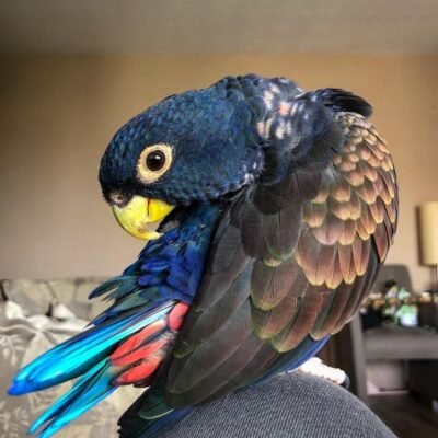 Bronze Winged Pionus Parrot