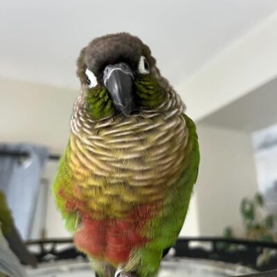 Brown Throated Conure