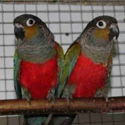 Crimson Bellied Conure