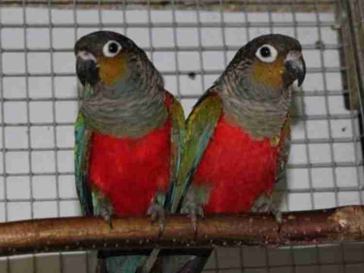 Crimson Bellied Conure