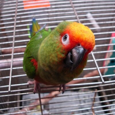 Gold Capped Conure