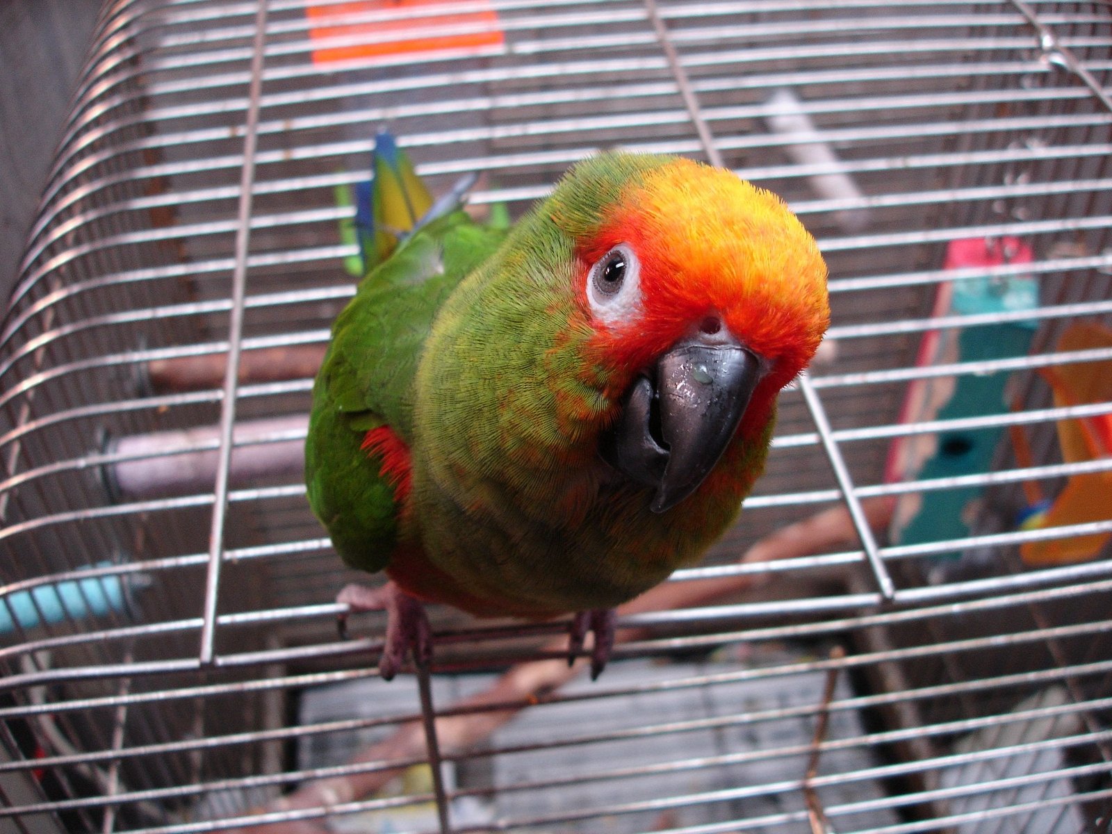 Gold Capped Conure