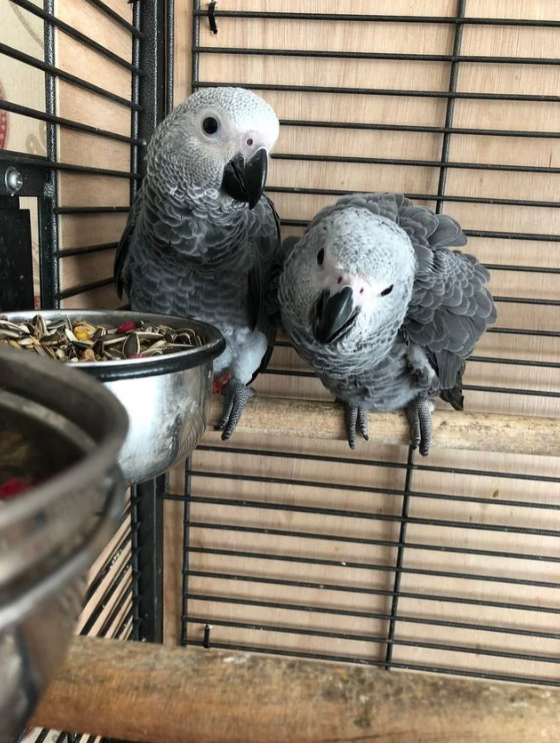 Congo African Gray Parrot