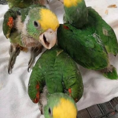 Baby Amazon Parrots
