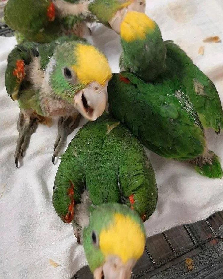 Baby Amazon Parrots