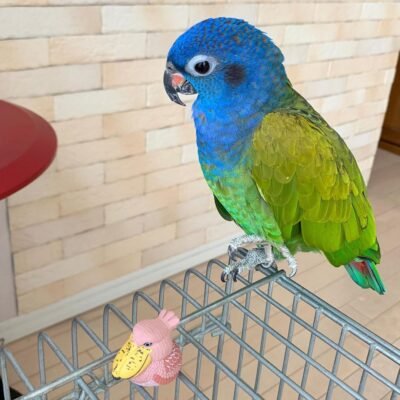 Blue-Headed Pionus Parrot