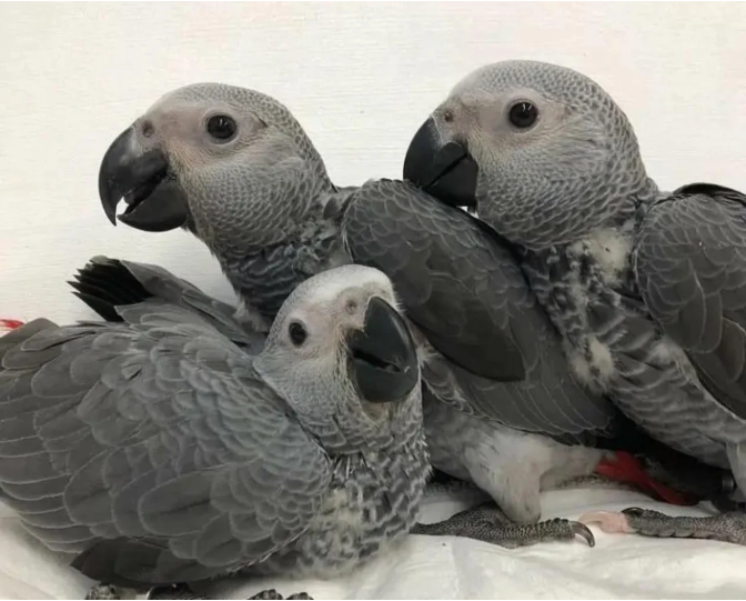 African Grey Parrots
