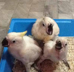 Baby Sulphur Crested Cockatoo