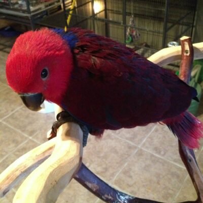 Red-Sided Eclectus Parrot