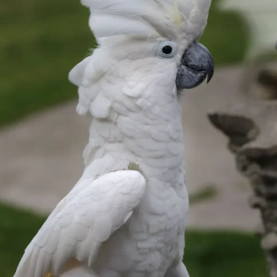 Umbrella Cockatoo