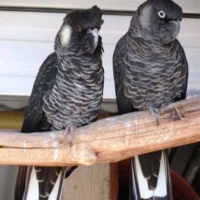 White Tail Black Cockatoo
