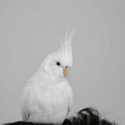 Baby Handfed) Albino Cockatoo