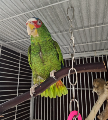 White-Fronted Amazon Parrot