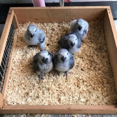 baby congo african grey parrots