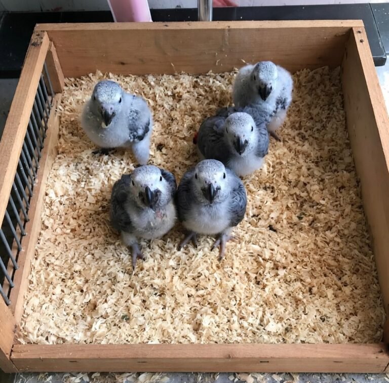 baby congo african grey parrots