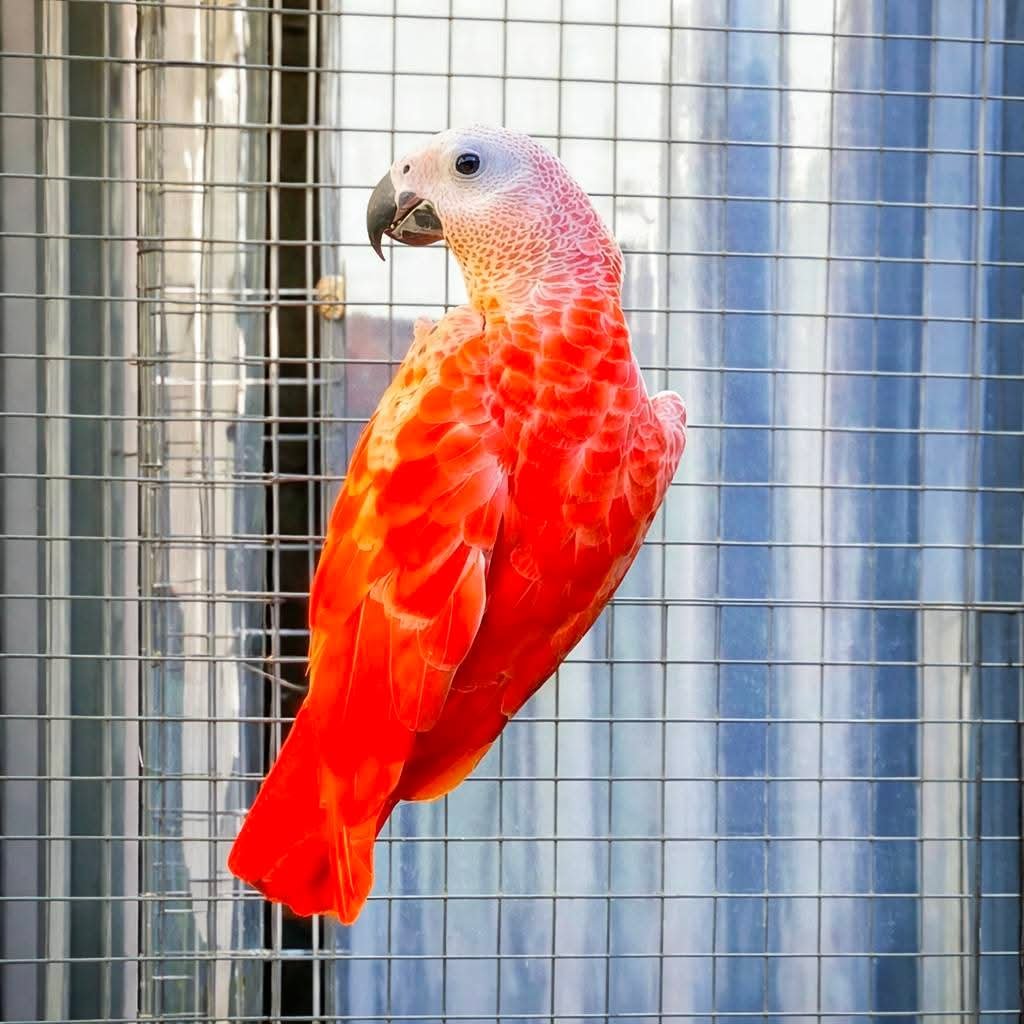 Red Congo African Grey for sale