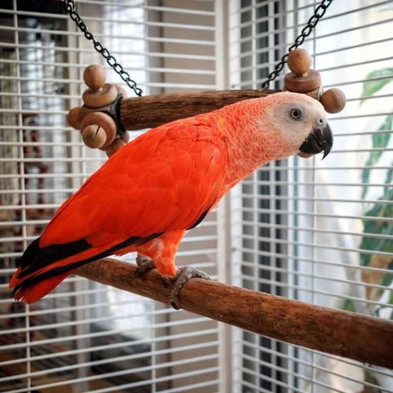 Red Congo African Grey for sale