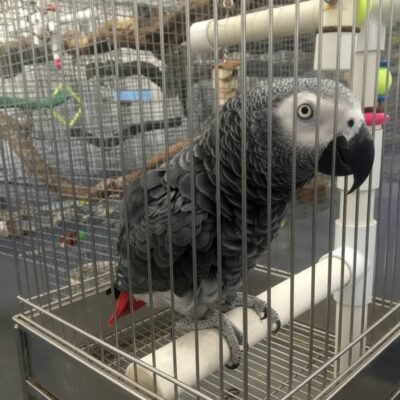 buy Congo African Grey Parrot online