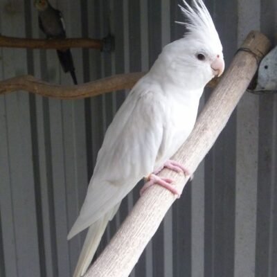 best cage size for Congo Grey Umbrella Cockatoo Macaw