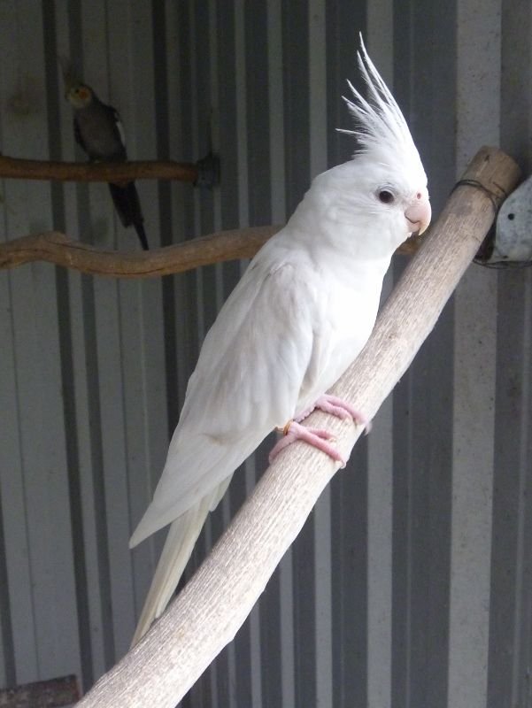 baby handfed albino cockatoo for sale