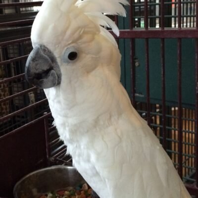 Umbrella Cockatoo for sale