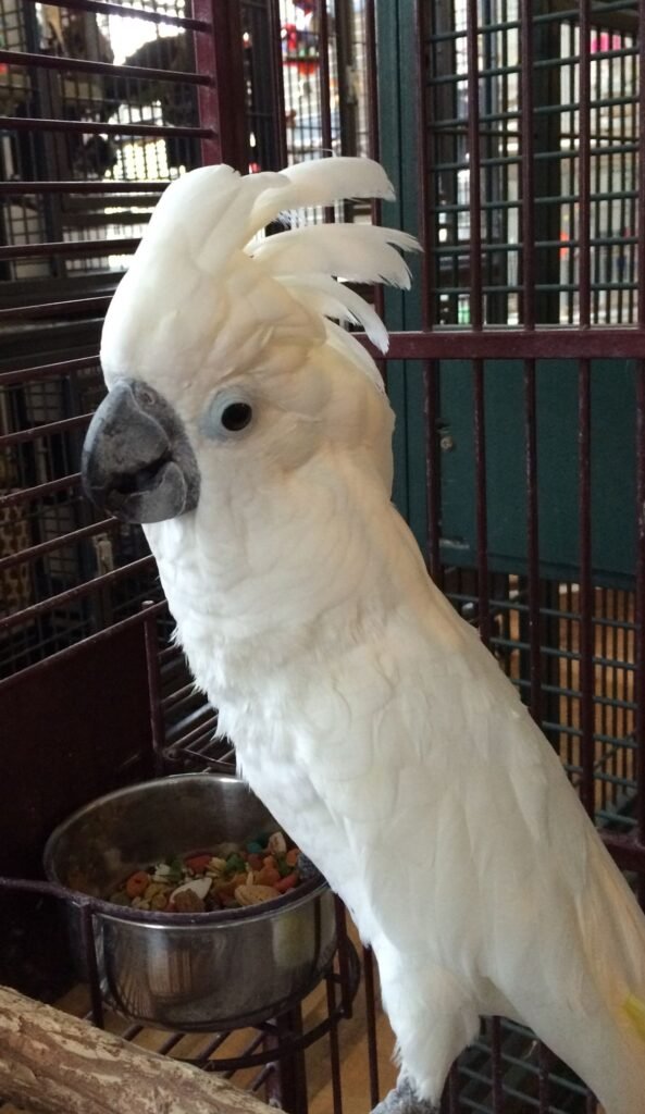 umbrella cockatoo care guide for beginners