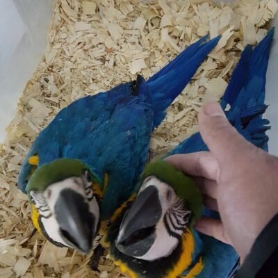 best diet for African Greys Cockatoos Macaws