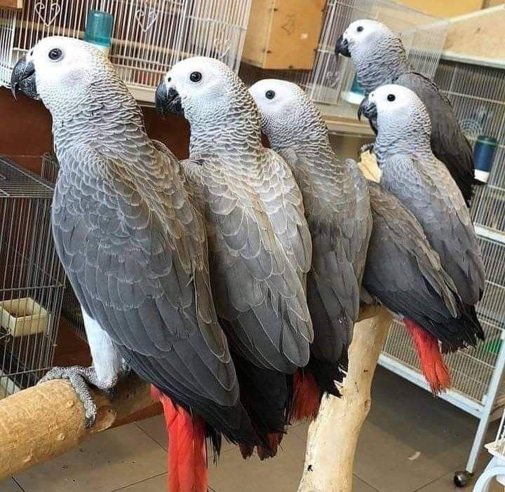 10 early signs of illness in African Grey parrots