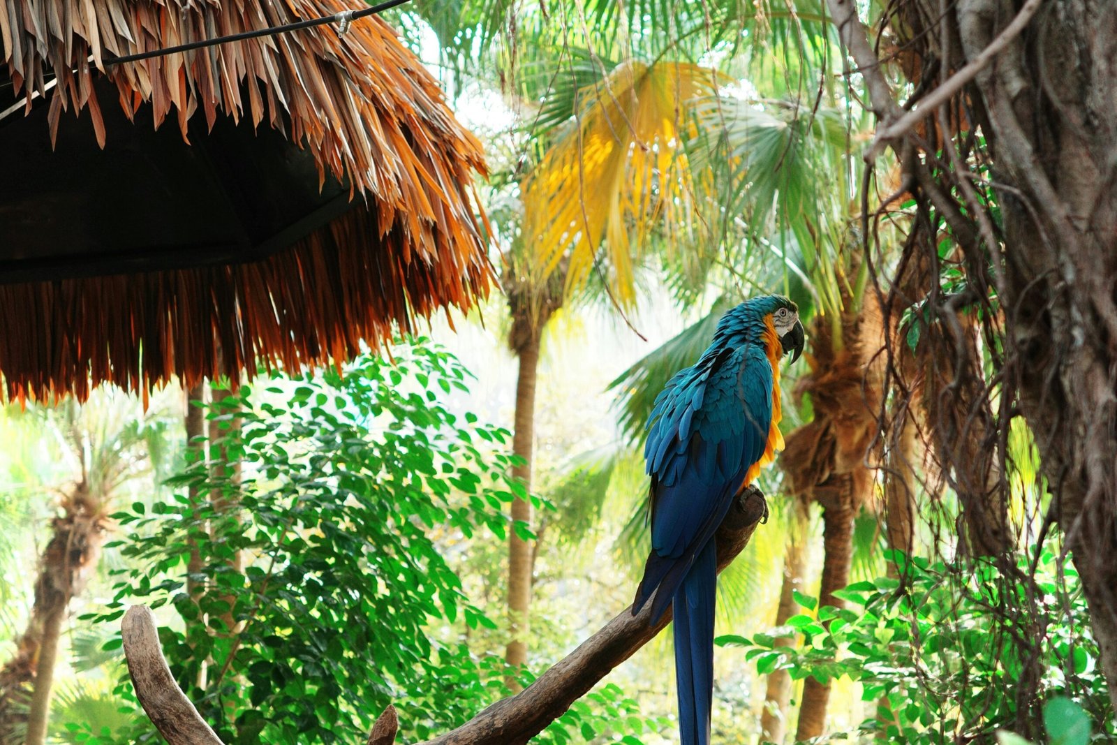buy pet birds online