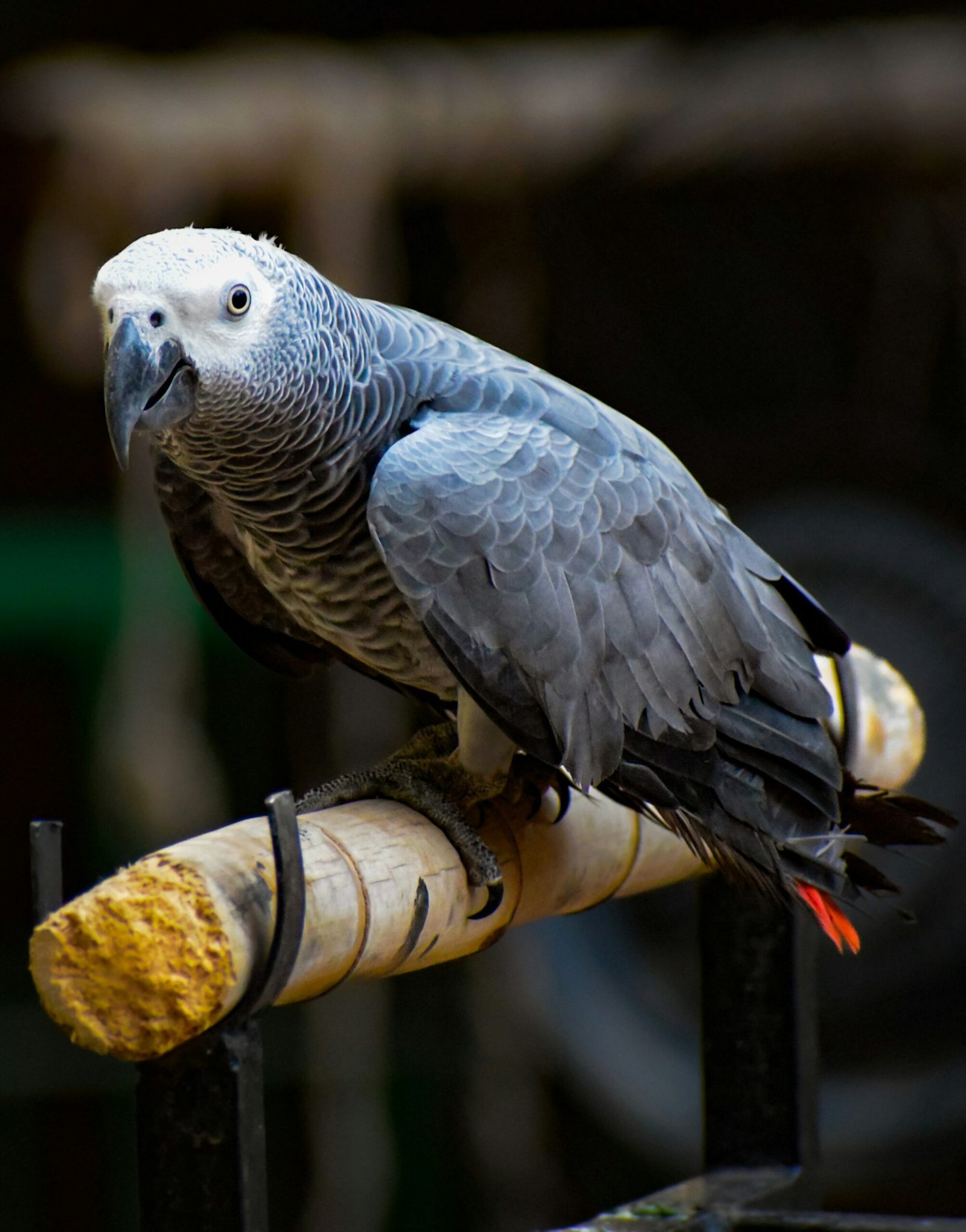 buy birds online with payment plan