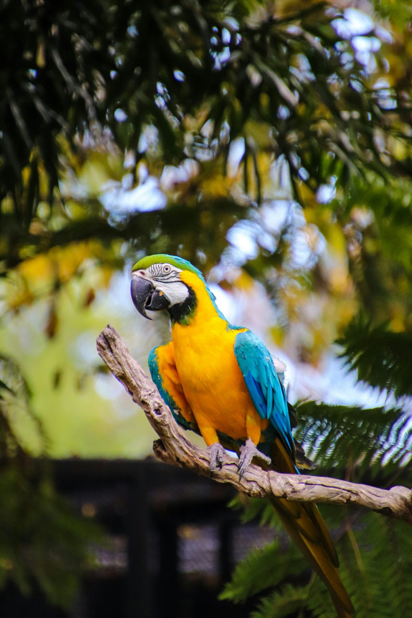 buy exotic birds online