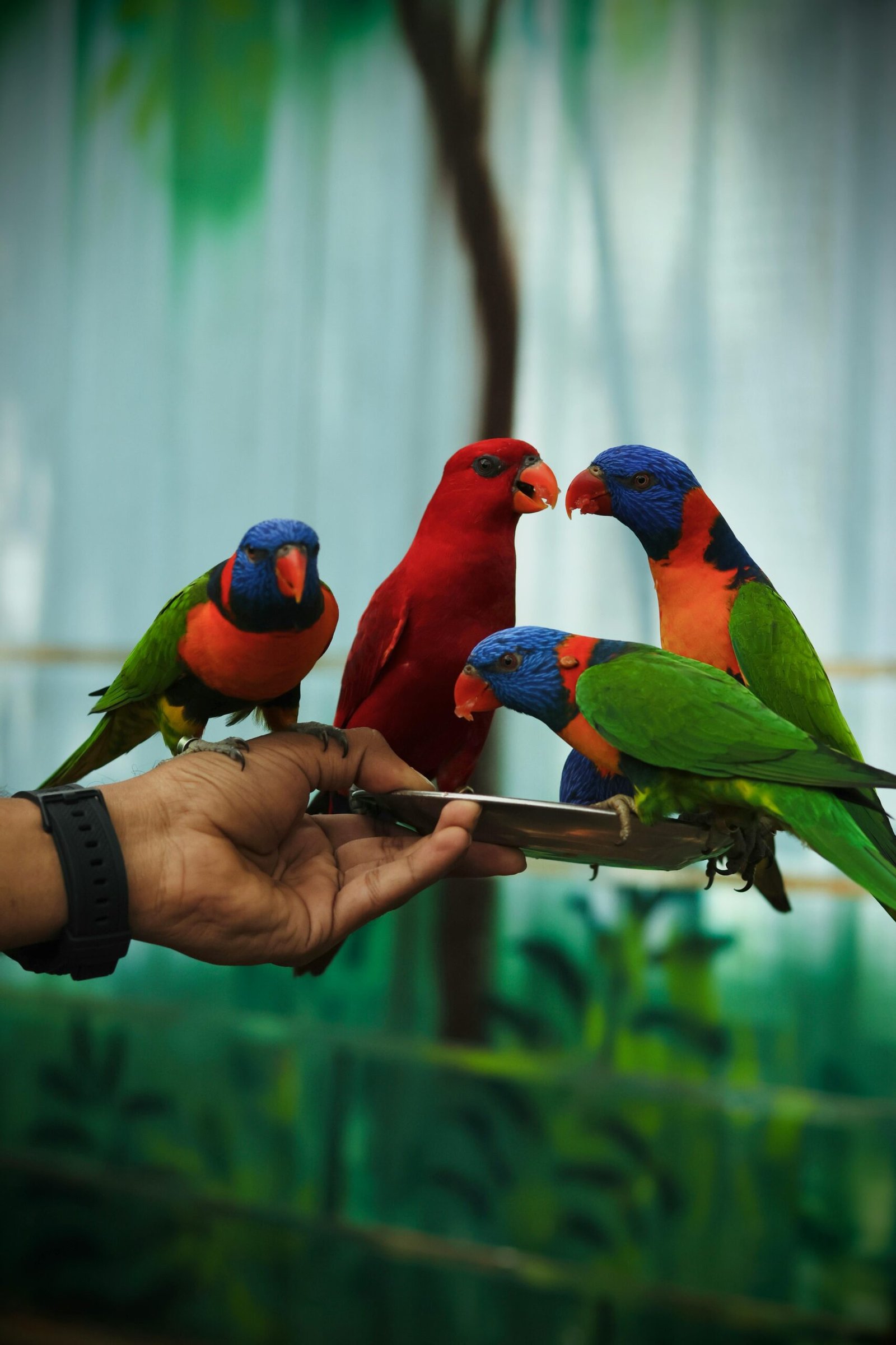exotic birds for sale