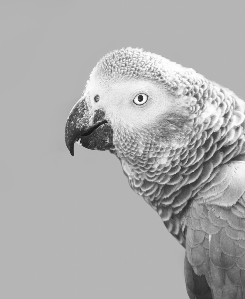 African Grey Parrot Lifespan